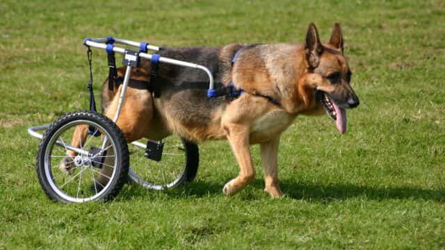 degenerative myelopathy (dm) in dogs topper petrage (8)