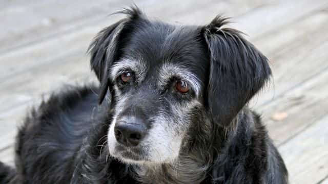 symptoms of dementia in dogs topper petrage (2)