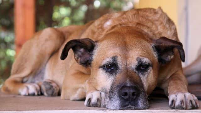 symptoms of dementia in dogs topper petrage (5)