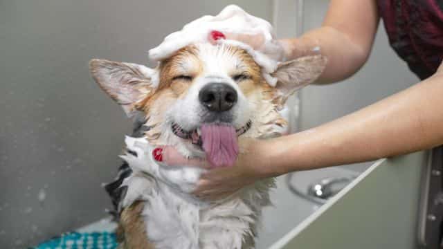 bug bites in dogs topper petrage (8)