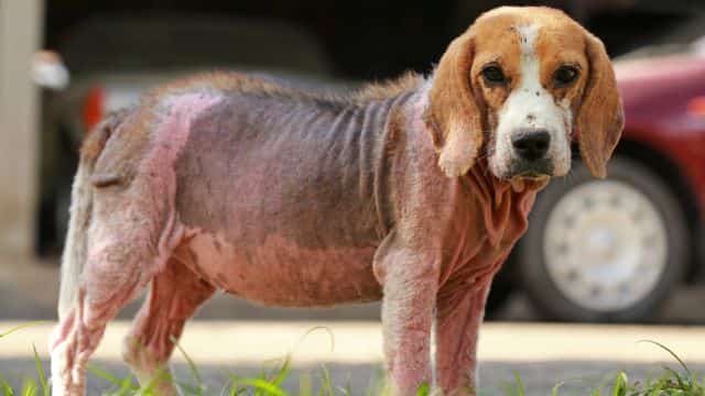 common skin conditions in dogs topper petrage (1)