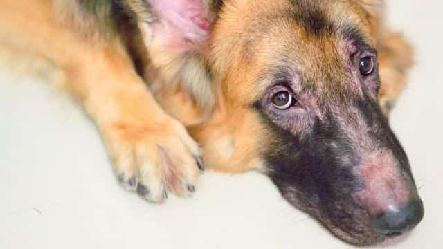 common skin conditions in dogs topper petrage (2)
