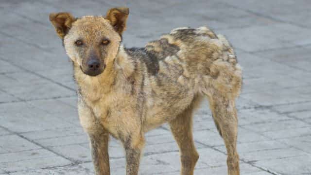 common skin conditions in dogs topper petrage (4)