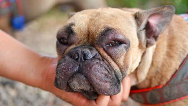 common skin conditions in dogs topper petrage (5)