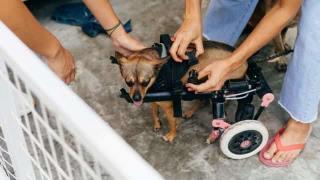 dm in dogs topper petrage