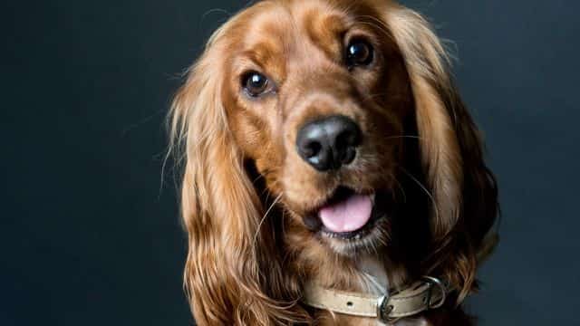 five most common eye problems seen in dogs topper petrage (1)