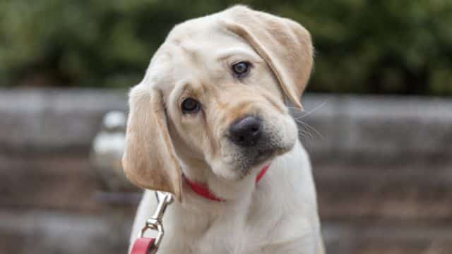 five most common eye problems seen in dogs topper petrage (2)