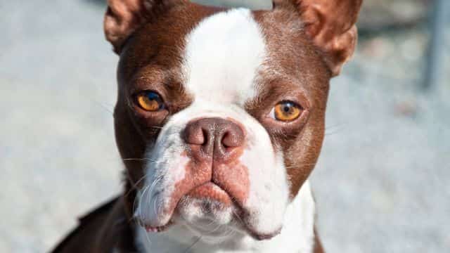 five most common eye problems seen in dogs topper petrage (3)