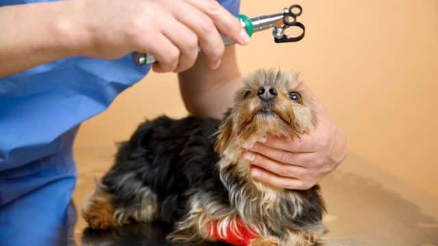 five most common eye problems seen in dogs topper petrage (4)
