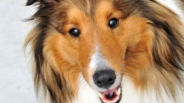 five most common eye problems seen in dogs topper petrage (5)
