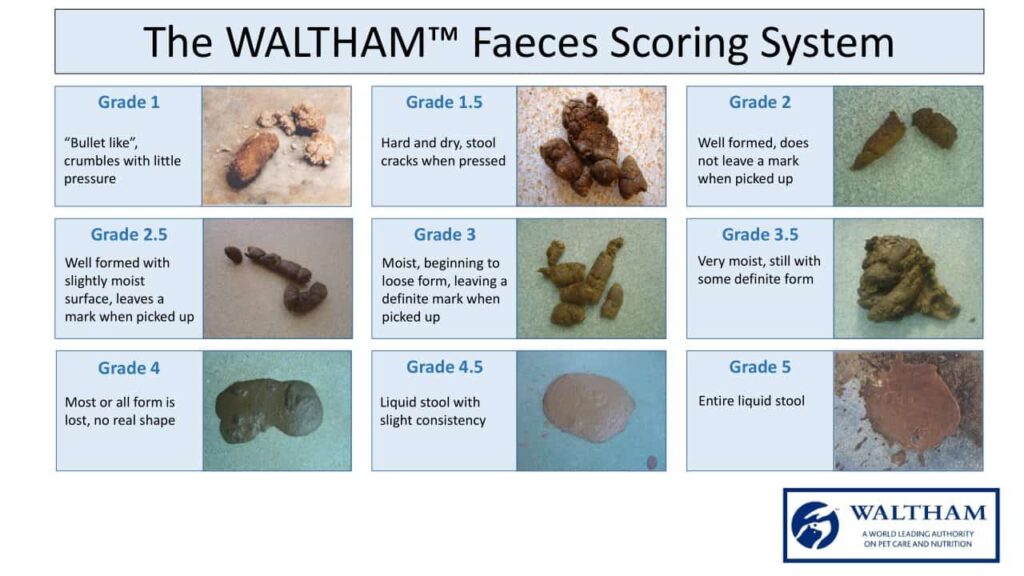 waltham scoring 1 topper healthy dog poop fecal chart