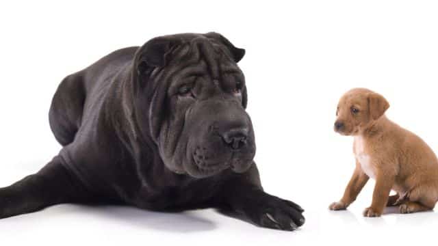 why dogs life seem so short topper petrage