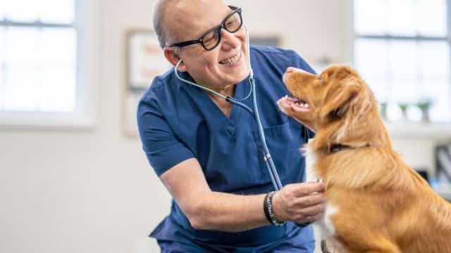 10 heart defects in dogs topper petrage (5)