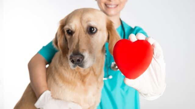 10 heart defects in dogs topper petrage (9)