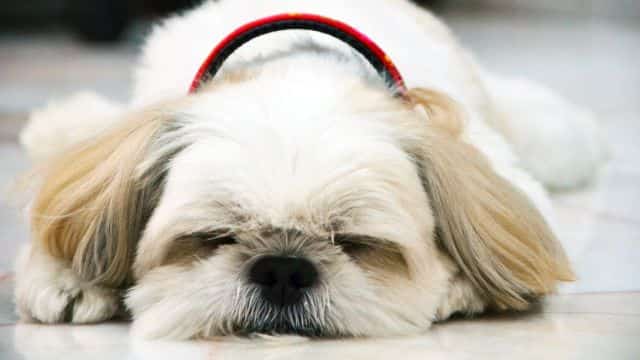 4 types of sleep problems in dogs topper petrage post (5)
