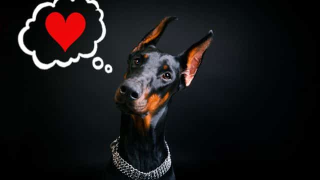 dilated cardiomyopathy in dogs topper petrage (3)