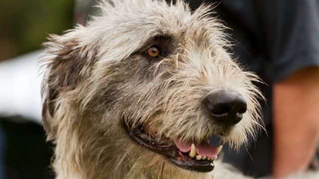 dilated cardiomyopathy in dogs topper petrage (4)