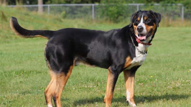 do dog tails have bones inside topper petrage (2)