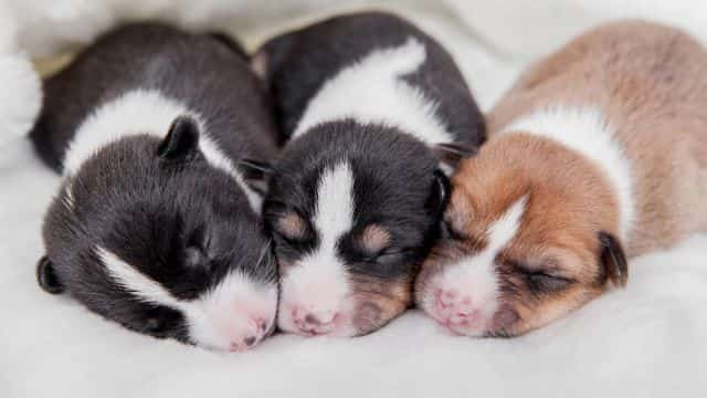 dog breeding basics for beginners topper petrage (1)