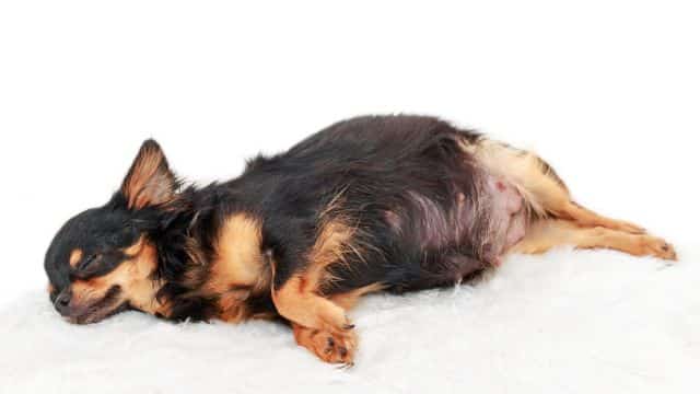 dog breeding basics for beginners topper petrage (2)