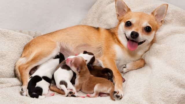 dog breeding basics for beginners topper petrage (3)