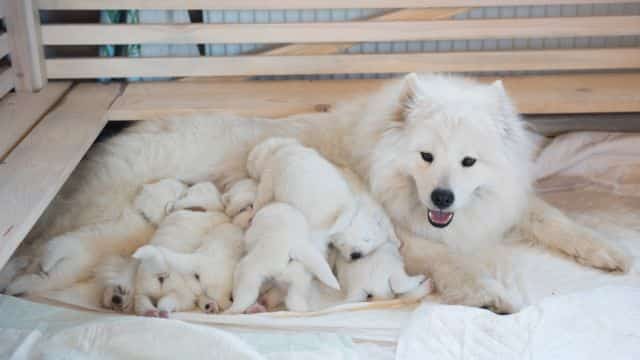 dog breeding basics for beginners topper petrage (5)