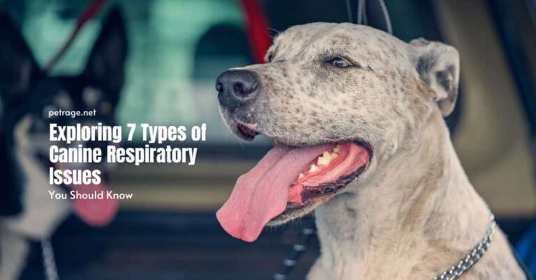 exploring 7 types of canine respiratory issues petrage