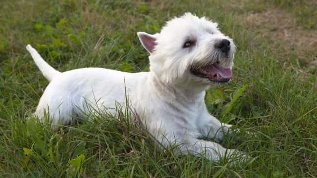 exploring 7 types of canine respiratory issues petrage p