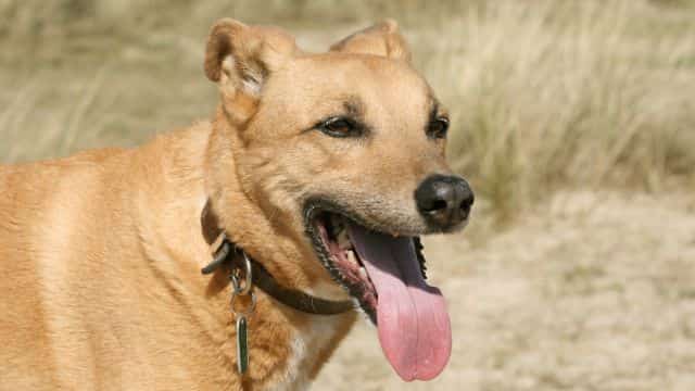 exploring 7 types of canine respiratory issues topper (4)