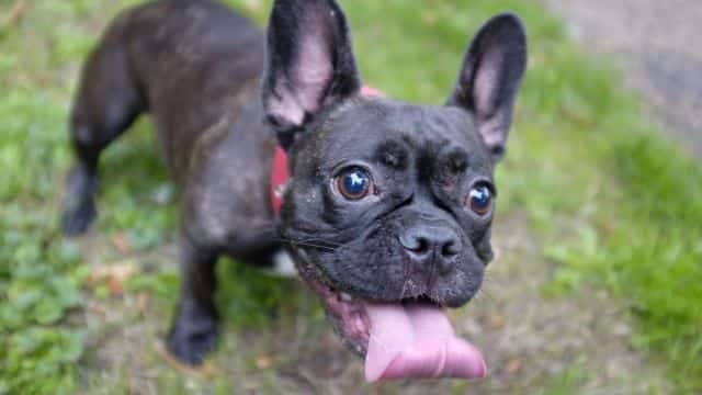 exploring 7 types of canine respiratory issues topper (5)