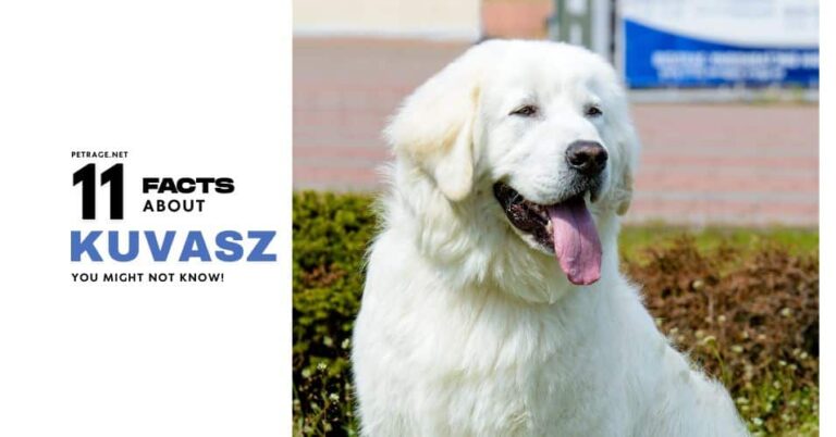 interesting facts about the kuvasz dog breed petrage