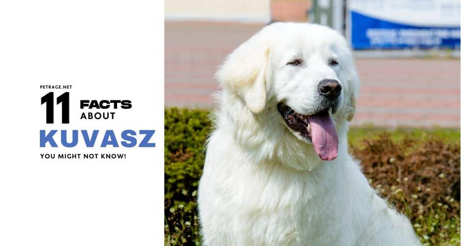 interesting facts about the kuvasz dog breed petrage