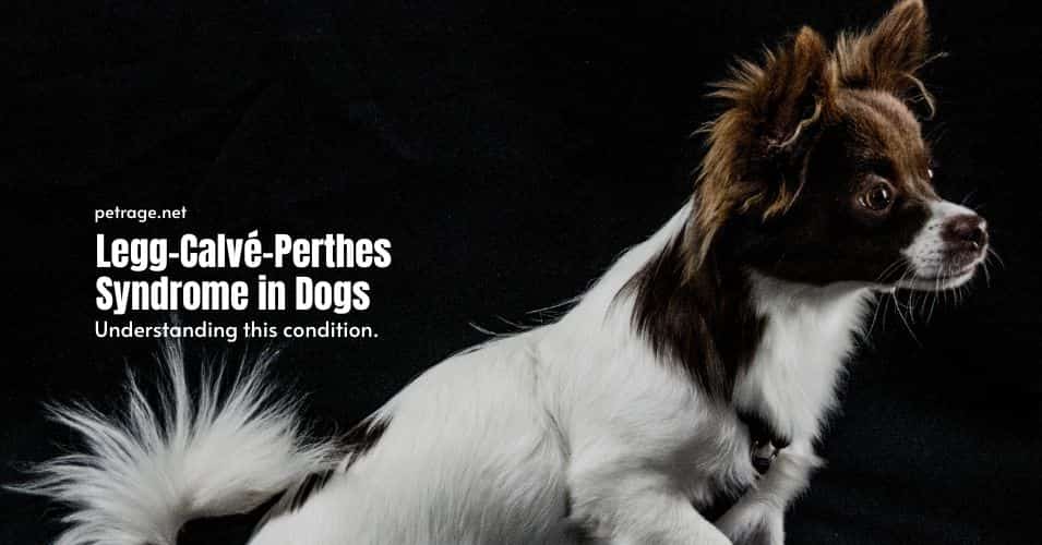 legg calvé perthes syndrome in dogs petrage