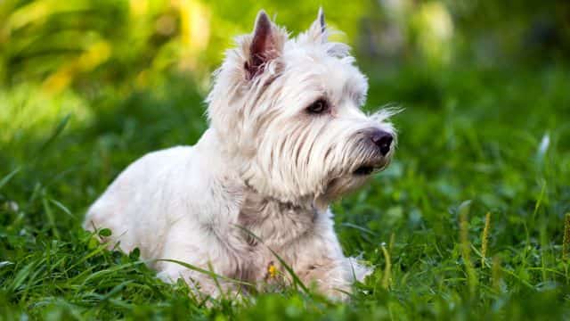 legg calvé perthes syndrome in dogs topper petrage (1)