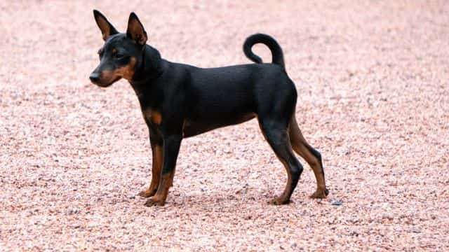legg calvé perthes syndrome in dogs topper petrage (2)