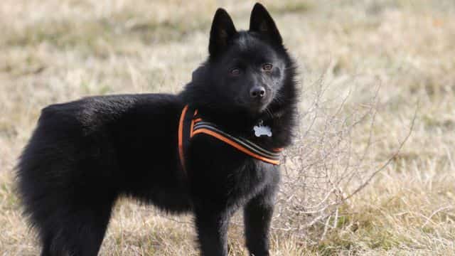 legg calvé perthes syndrome in dogs topper petrage (3)
