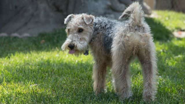 legg calvé perthes syndrome in dogs topper petrage (4)