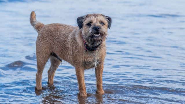 legg calvé perthes syndrome in dogs topper petrage (5)