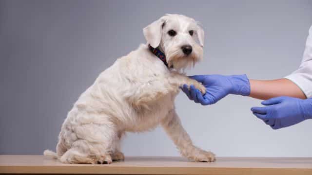 pancreatitis in dogs topper petrage (4)