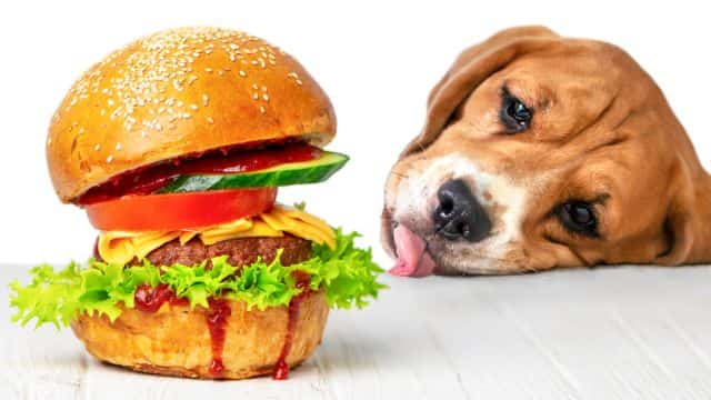 pancreatitis in dogs topper petrage (5)