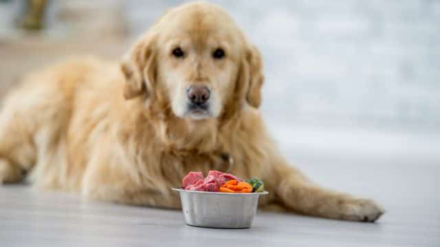 pancreatitis in dogs topper petrage (7)