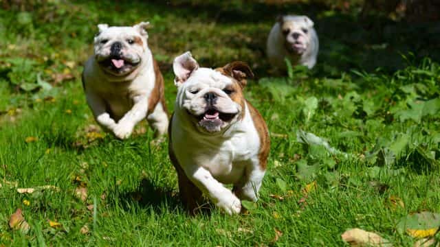 pancreatitis in dogs topper petrage top (1)