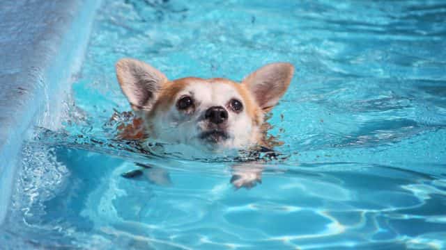 pancreatitis in dogs topper petrage top (2)