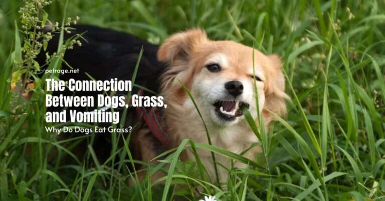 the connection between dogs, grass, and vomiting petrage