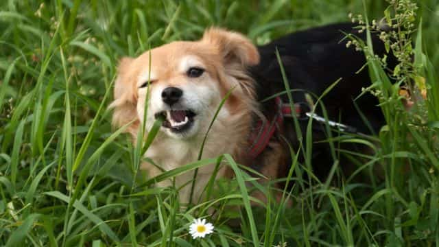 the connection between dogs, grass, and vomiting topper petrage (1)