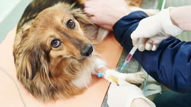 understanding von willebrand disease in dogs topper petrage (2)