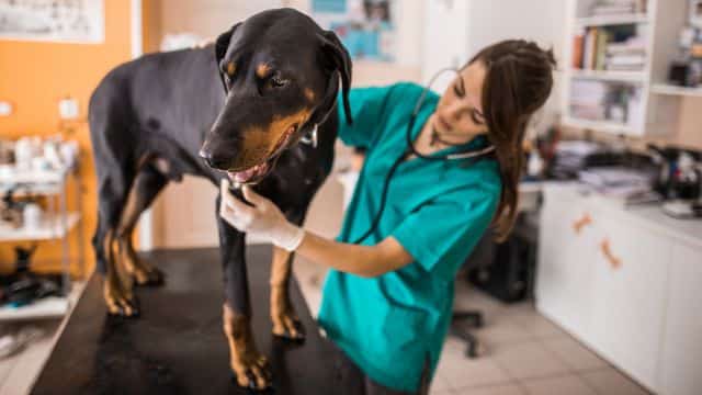 understanding von willebrand disease in dogs topper petrage (3)