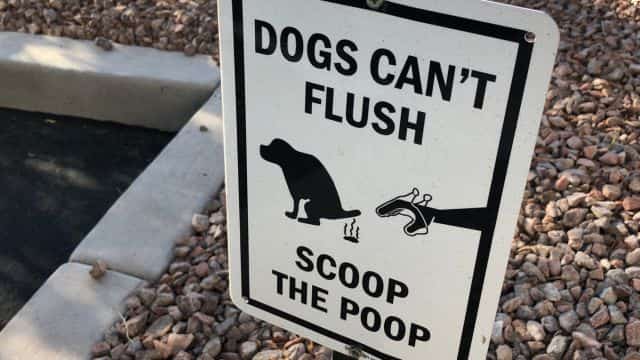 why do dogs eat poop topper petrage (1)