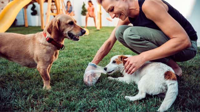 why do dogs eat poop topper petrage (2)