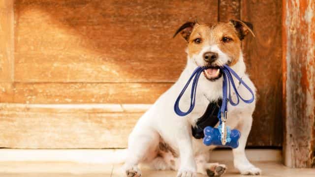 why do dogs eat poop topper petrage (3)